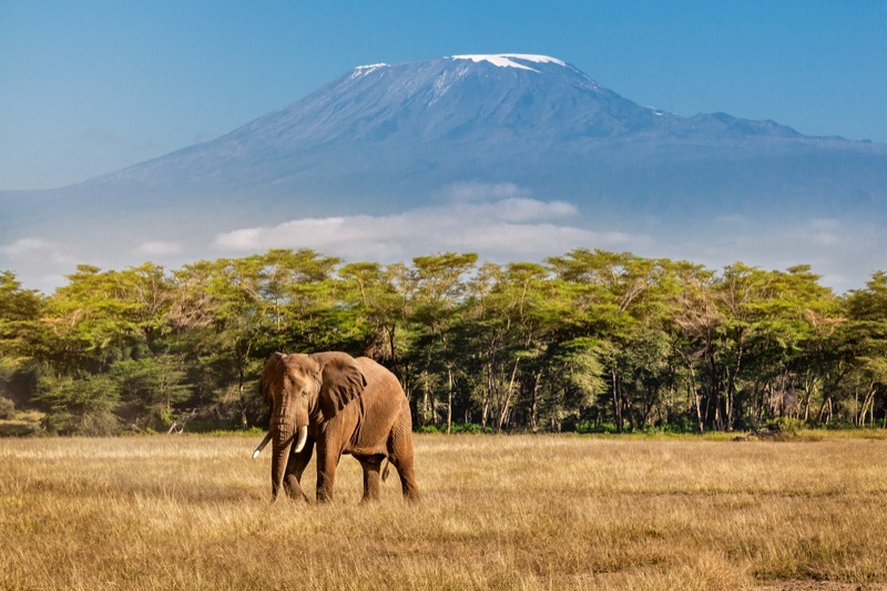 Elephant with Mount Kilimanjaro
